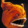 Orange Anglerfish Paint By Numbers