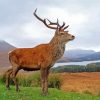 Royal Red Deer Stag On A Beach Paint By Numbers