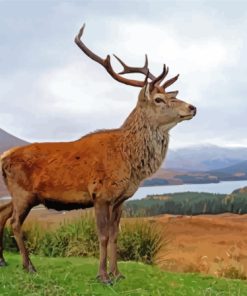 Royal Red Deer Stag On A Beach Paint By Numbers