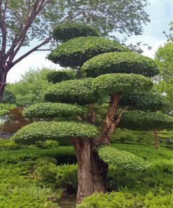 Topiary Tree Paint By Numbers