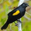 Yellow Winged Blackbird On Branch Paint By Numbers