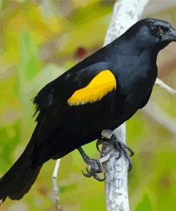 Yellow Winged Blackbird On Branch Paint By Numbers