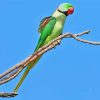 Aesthetic Alexandrine Parrot Paint By Numbers