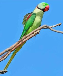 Aesthetic Alexandrine Parrot Paint By Numbers