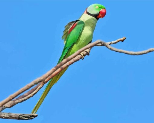 Aesthetic Alexandrine Parrot Paint By Numbers