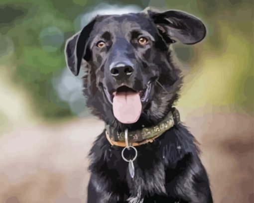 Aesthetic Labrador Cross Collie Paint By Numbers