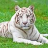 Aesthetic Albino Tiger Paint By Numbers