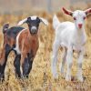 Baby Goats Paint By Numbers