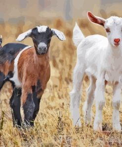 Baby Goats Paint By Numbers