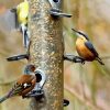 Birds At Bird Feeder Paint By Numbers