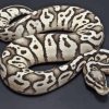 Black And White Ball Python Paint By Numbers