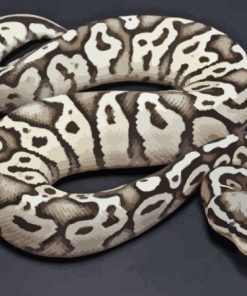 Black And White Ball Python Paint By Numbers