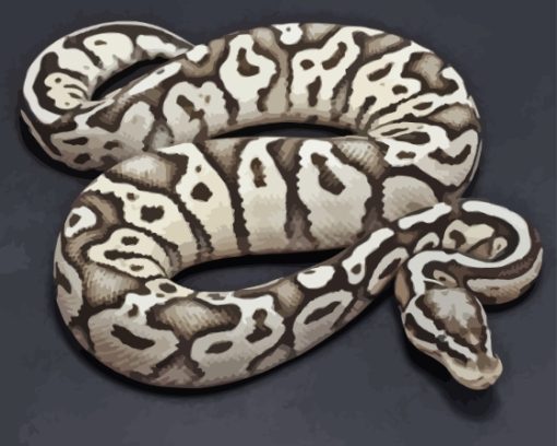 Black And White Ball Python Paint By Numbers