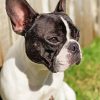 Black And White French Bulldog Side Profile Paint By Numbers