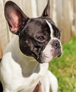 Black And White French Bulldog Side Profile Paint By Numbers