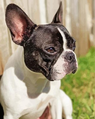 Black And White French Bulldog Side Profile Paint By Numbers