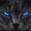 Black Cat Blue Eyes Paint By Numbers