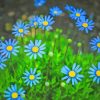 Blue Daisies Paint By Numbers