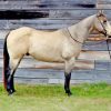 Buckskin Horse Paint By Numbers