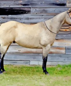 Buckskin Horse Paint By Numbers