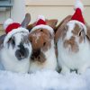 Christmas Bunnies Paint By Numbers