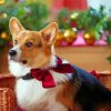 Corgi Christmas Dog Paint By Numbers