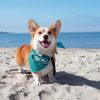 Corgi Dog On The Beach Paint By Numbers