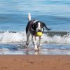 Dog Playing On The Beach Paint By Numbers