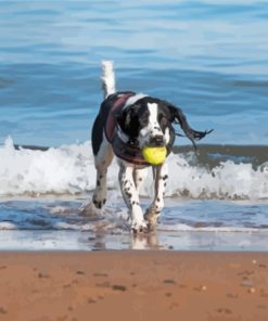 Dog Playing On The Beach Paint By Numbers