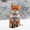 Fox In The Snow Paint By Numbers