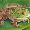 Frog On A Lily Pad Paint By Numbers