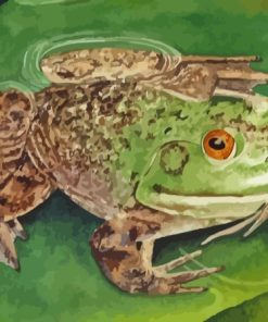 Frog On A Lily Pad Paint By Numbers