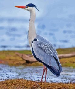 Grey Heron Birds Paint By Numbers