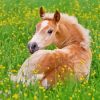 Haflinger Horse Foal Resting Paint By Numbers