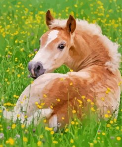 Haflinger Horse Foal Resting Paint By Numbers