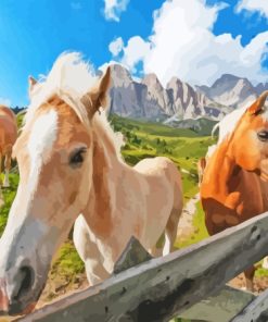 Haflinger Horse In The Farm Paint By Numbers