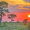 Kruger Park At Sunset Paint By Numbers