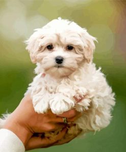 Maltipoo Paint By Numbers