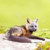 Melanistic Fox Sitting On Rock Paint By Numbers