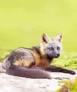 Melanistic Fox Sitting On Rock Paint By Numbers