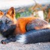 Melanistic Fox Paint By Numbers