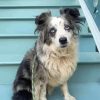 Mini Australian Shepherd Paint By Numbers