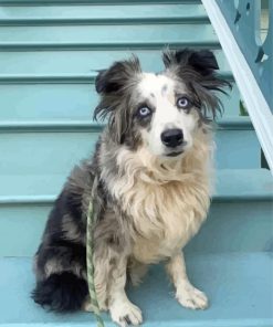 Mini Australian Shepherd Paint By Numbers