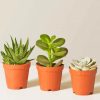 Mini Succulents Paint By Numbers