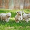 Miniature Golden Retrievers Paint By Numbers