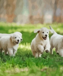 Miniature Golden Retrievers Paint By Numbers