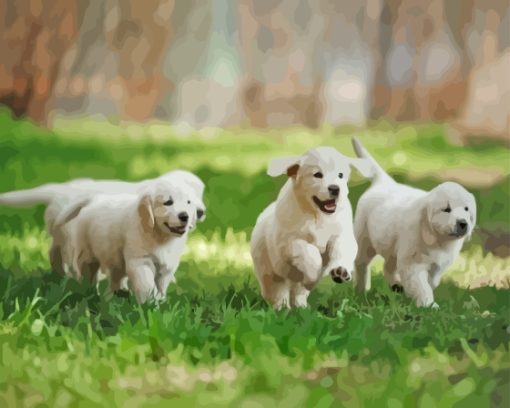 Miniature Golden Retrievers Paint By Numbers