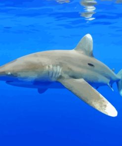 Oceanic Whitetip Shark Paint By Numbers