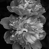 Peonies Black And White Paint By Numbers