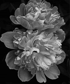 Peonies Black And White Paint By Numbers